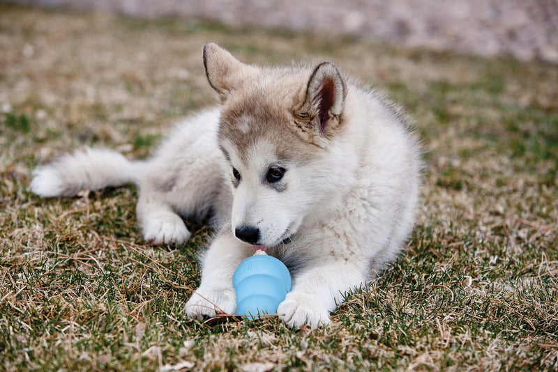 Kong Leksak Puppy Mix M