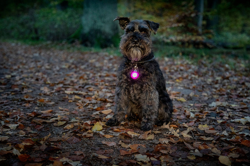 Blinklampa Burger LED Lila